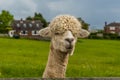 A recently sheared, apricot coloured Alpaca peers over the fence in Charnwood Forest, UK on a spring day