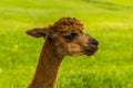 A recently sheared, brown coloured Alpaca in Charnwood Forest, UK on a spring day