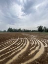 Recently tilled and muddied landscape with rows of trees Royalty Free Stock Photo