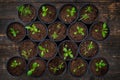 Recently transpanted young flower seedlings. Cutting flower seedlings gardening background. Top view.