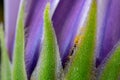 receptacle and green flower sepal and purple part of the leaf