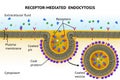 Receptor-mediated endocytosis Royalty Free Stock Photo