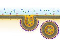 Receptor-mediated endocytosis Royalty Free Stock Photo