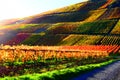 Rech, Germany - 11 06 2020: dirt road into the colorful autumn vineyards shortly before sunset