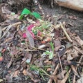 Recicle bin on the land Royalty Free Stock Photo