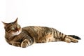 Reclining cat on white Royalty Free Stock Photo