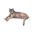 Reclining Cougar. Lying American Mountain Lion, Red Tiger, Panther Animal. Puma Predator In Zoo, Vector Illustration