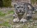 reclining male Snow leopard, Panthera uncia, has massive front paws