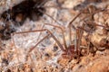 Recluse spider on natural habitat - danger poisonous spider