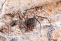 Recluse spider on natural habitat - danger poisonous spider