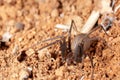 Recluse spider on natural habitat - danger poisonous spider