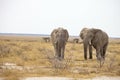 reclusive old African elephants Loxodonta africana bush in the Etosha National Park, Namibia Royalty Free Stock Photo