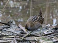 Sora Foraging in a Marsh Royalty Free Stock Photo