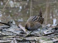 Sora Foraging in a Marsh