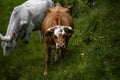 2023 06 25 RecoaroTerme cow grazing in the alps 2 Royalty Free Stock Photo