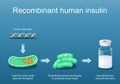 Recombinant bacteria for producing insulin