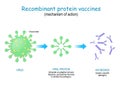 Recombinant protein vaccine. mechanism of action Royalty Free Stock Photo