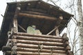 Reconstructed ancient wooden fortification in the outdoor archeological museum of Celtic culture Royalty Free Stock Photo