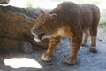 Reconstructed life-size animated model of a saber-toothed tiger