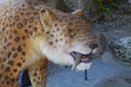 Reconstructed life-size animated model of a saber-toothed tiger