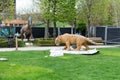 Reconstructed models of a Saber-toothed tiger and dino. The park of dinosaurs in Palas Public Garden in Iasi near Palatul culturii