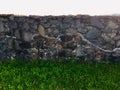 Reconstructed wall from Amphitheatre of the Porolissum roman castrum from Transylvania, Romania. Royalty Free Stock Photo