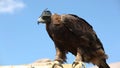 Steppe golden eagle in mask