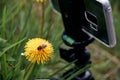 Recording image of a bee on a yellow dandelion flower with a background of diffused green grass Royalty Free Stock Photo