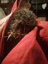 Recovery of a little porcupine in Chianti Tuscany Italy