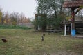 Chickens in the poultry yard. Stadtrandhof, 12529 SchÃÂ¶nefeld, Germany