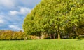 Recreation area in a park. Green lawn and trees with large, overgrown crown