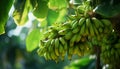 Recreation of branch with bunches of bananas hanging in a banana tree