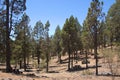 Recreational area of Las CaÃÂ±adas del Teide on a sunny day Royalty Free Stock Photo