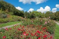 Recreational area munich westpark with beautiful blooming roses in summer