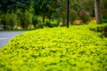 Recreational beautiful plants and trail view in the park Royalty Free Stock Photo