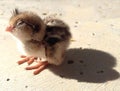 Baby Quail With Eyes Closed, Napping