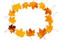 Rectangle frame of Autumn leaves maple tree