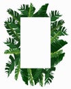 Rectangle frame with banana leaves Royalty Free Stock Photo