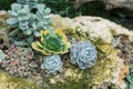 Rectangular arrangement of succulents; cactus succulents in a planter Royalty Free Stock Photo