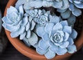 Rectangular arrangement of succulents; cactus succulents