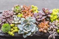 Rectangular arrangement of succulents