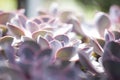 Rectangular arrangement of succulents;