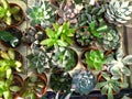 Rectangular arrangement of succulents, cactus succulents in a planter