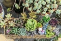 Rectangular arrangement of succulents; cactus succulents