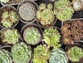 Rectangular arrangement of succulents; cactus succulents in a planter