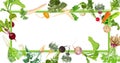 Rectangular banner with carrot, Beetroot, Celery, Parsley, Daikon, Parsnip, Rutabaga, Turnip, Yellow turnip, Arracacha