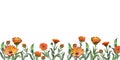 Rectangular banner of orange calendula flowers on a white background hand-painted in watercolor