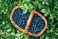 Rectangular basket with wild berries blueberries stands on green Royalty Free Stock Photo