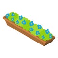 Rectangular flowerbed icon isometric vector. Balcony flower bed with blue flower