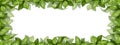 Rectangular frame made of fresh basil bunches. Herbs, spices, ingredients. Digital illustration on a white background. For